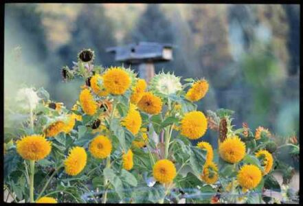 Backyard Bird Habitat With Sunflowers